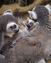 Пополнение в семье кошачьих лемуров